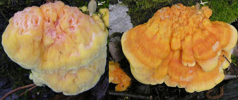 Laetiporus sulphureus(Bull.:Fr.)Murrill